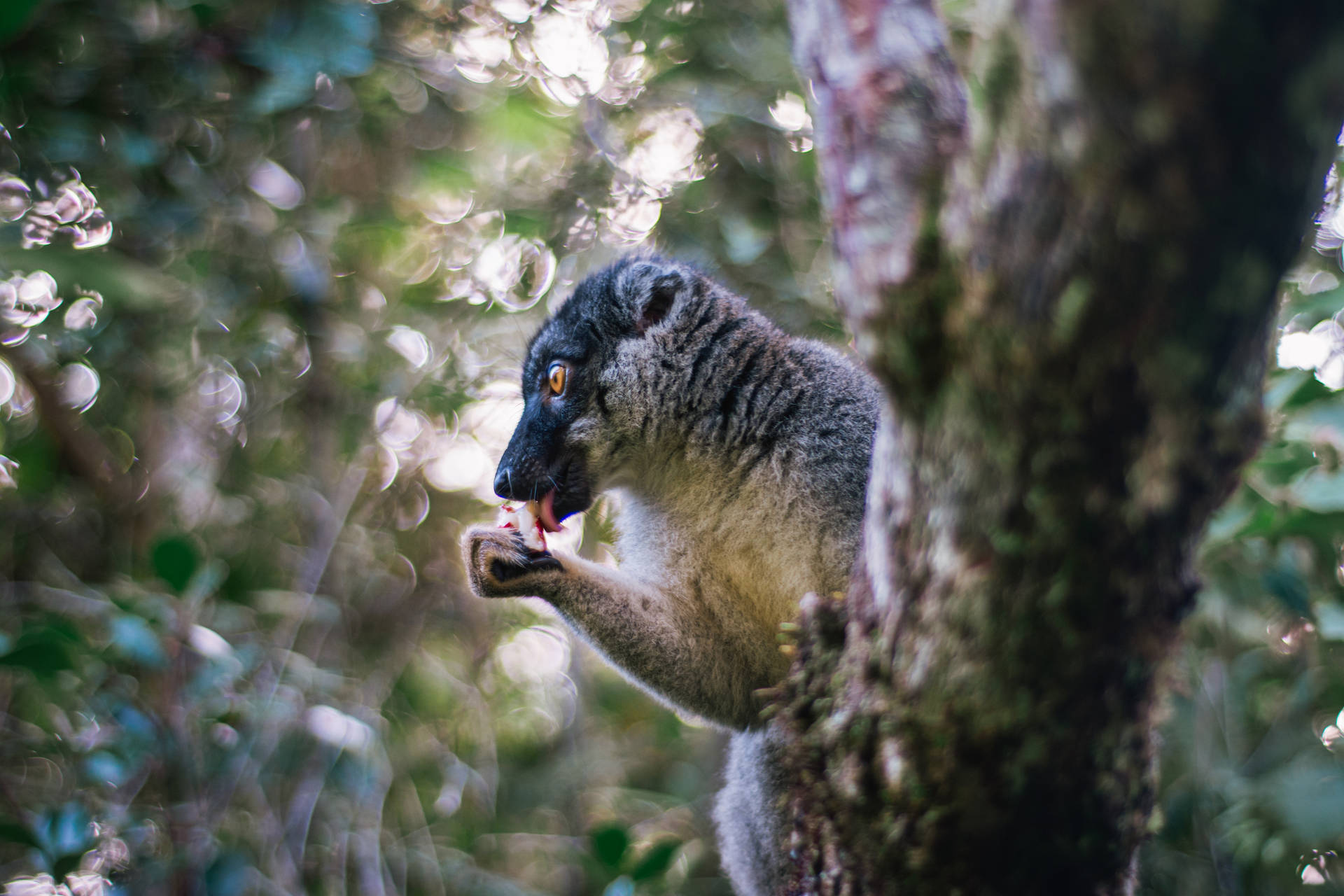 Lémurien à Madagascar