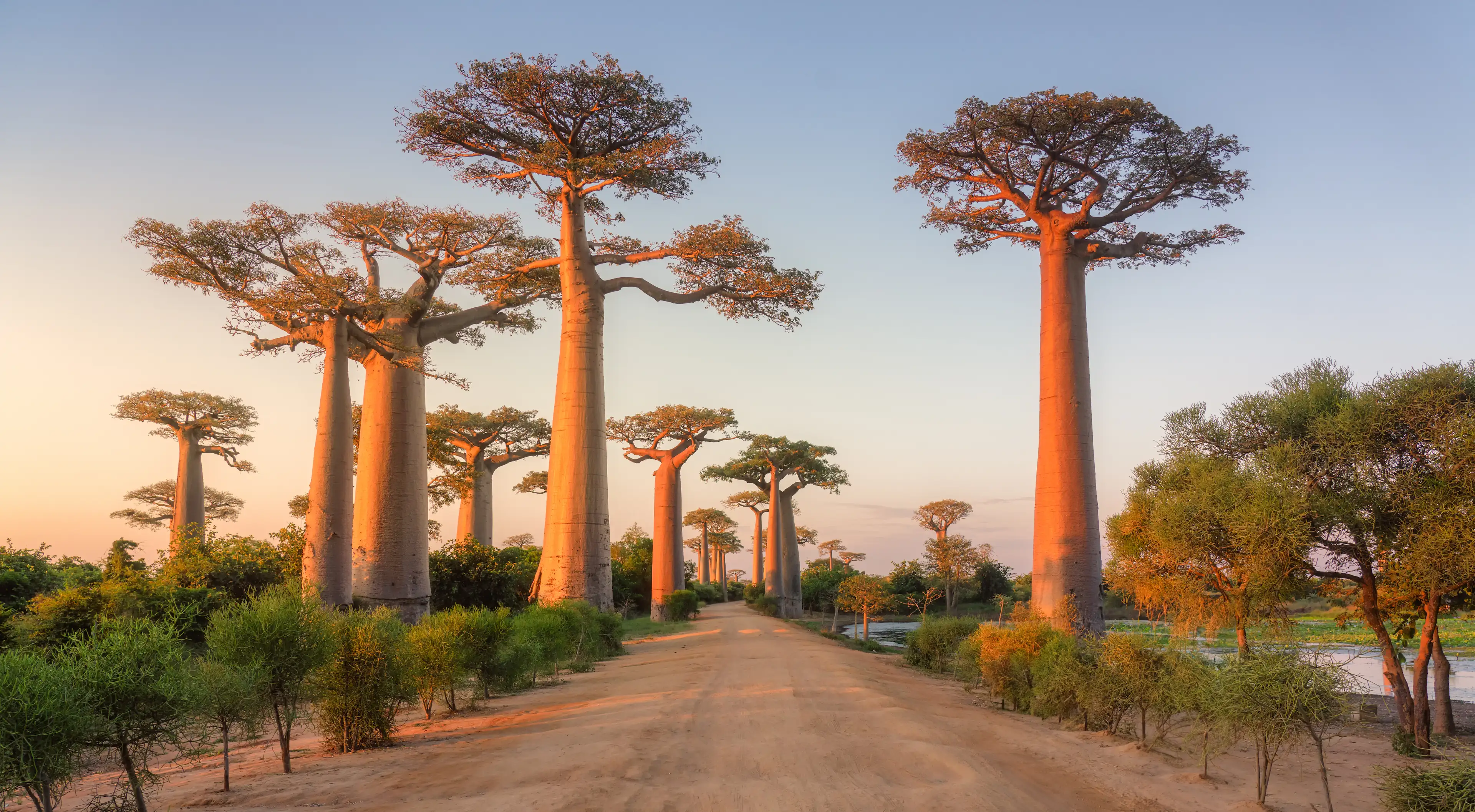 Circuit Ouest : Baobabs et Tsingy
