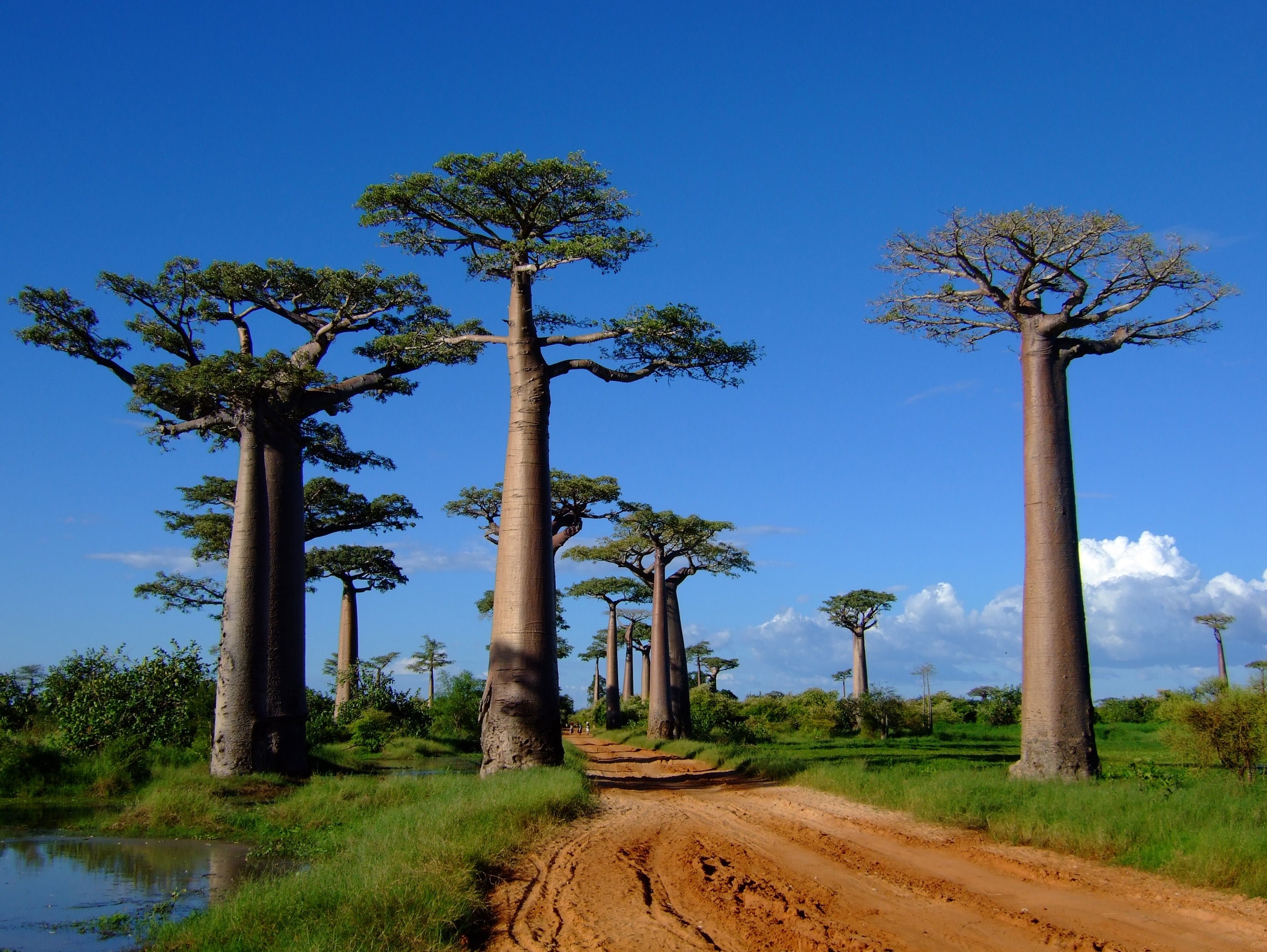 Morondava